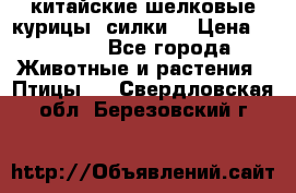 китайские шелковые курицы (силки) › Цена ­ 2 500 - Все города Животные и растения » Птицы   . Свердловская обл.,Березовский г.